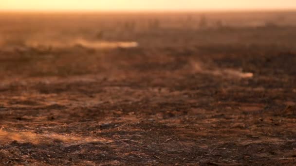 Caña de azúcar Plantación de fuego — Vídeos de Stock