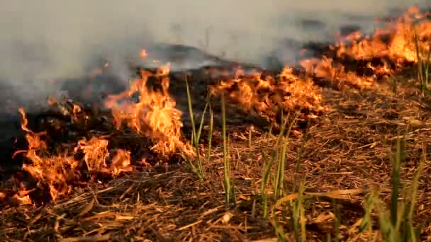 Cana de açúcar Plantação de fogo — Vídeo de Stock