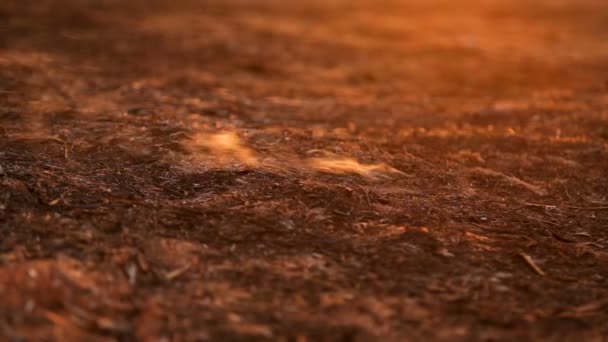 Canne à sucre plantation feu 