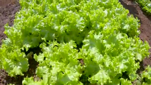 Cultivo e colheita de alface irrigação — Vídeo de Stock