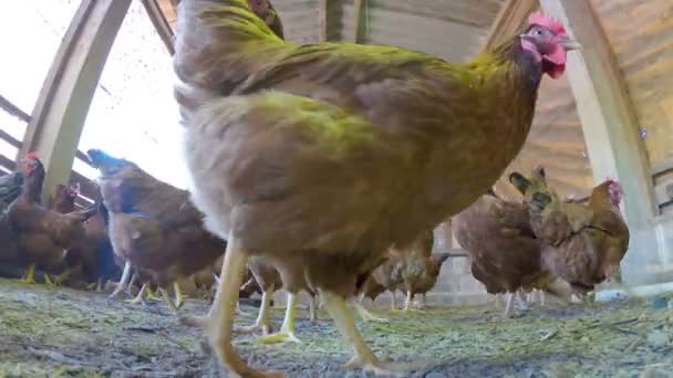 Poulet création ferme animal — Video