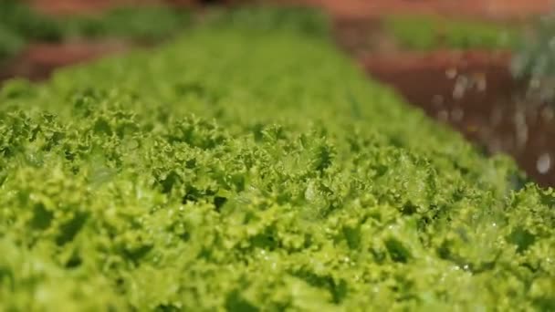 Cultivation and harvesting of lettuce irrigation — Stock Video