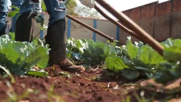 Ogräsrensning trädgård gröda grönsaker — Stockvideo