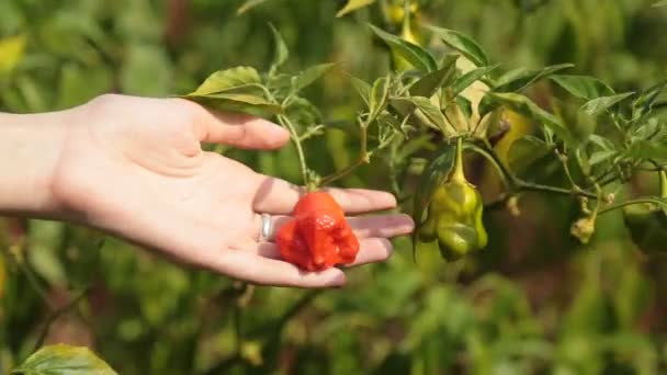 Granjero cultivo mano chile — Vídeos de Stock