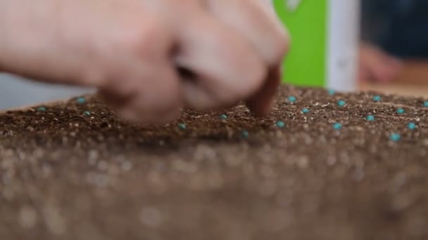 Lechuga semilla cultiva granja de mano — Vídeo de stock