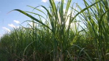 Şeker kamışı ekim günbatımı