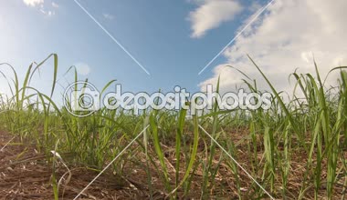 Şeker kamışı ekim günbatımı