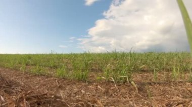 Şeker kamışı ekim günbatımı