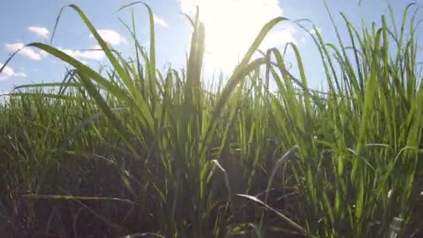 Caña de azúcar plantación puesta del sol — Vídeo de stock