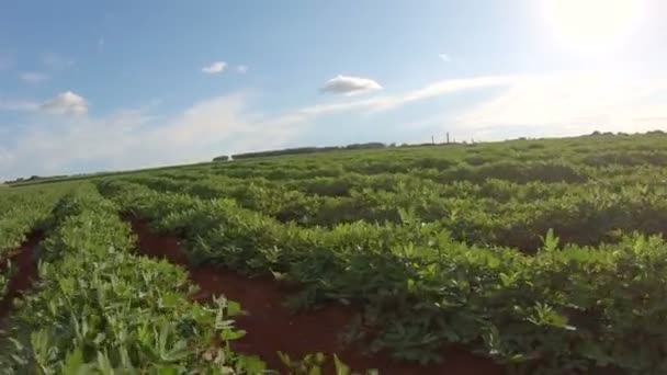 Campo de amendoim natureza plantação — Vídeo de Stock