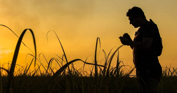 Tarım iş şeker kamışı tarlası bir agronomist kavramı silueti
