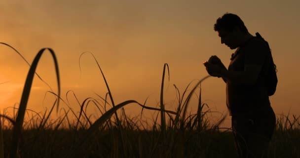 Silhouette di un concetto agronomo di attività agricola piantagione di canna da zucchero — Video Stock