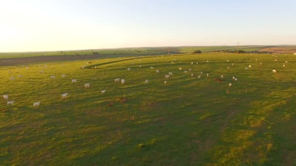 Випасання великої рогатої худоби на пасовищі на заході сонця на красивому зеленому пасовищі — стокове відео