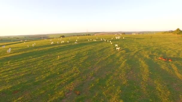 Ganado pastando en el pasto al atardecer en un hermoso pasto verde — Vídeo de stock