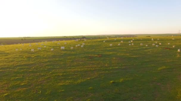 Ganado pastando en el pasto al atardecer en un hermoso pasto verde — Vídeo de stock