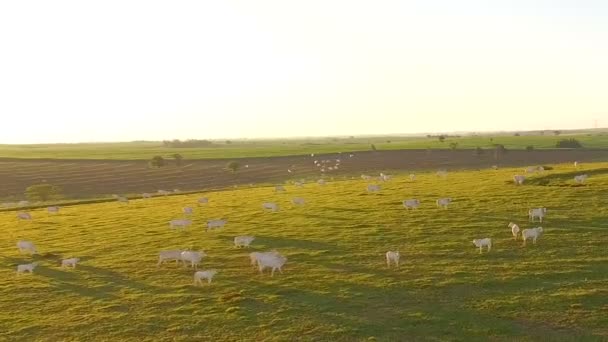 Ganado pastando en el pasto al atardecer en un hermoso pasto verde — Vídeos de Stock