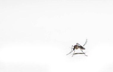 Aedes aegypti sivrisinek pernilongo beyaz lekeli ve beyaz arkaplan