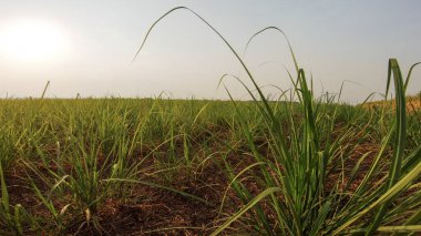 Şeker kamışı ekim günbatımı