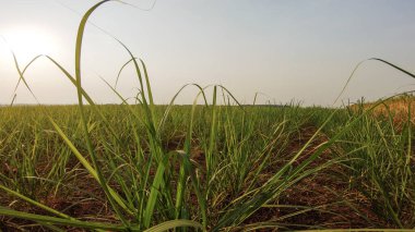 Şeker kamışı ekim günbatımı