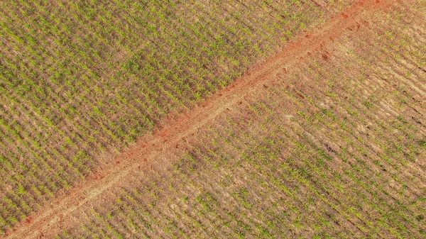 Suikerriet Plantage Zonsondergang Antenne — Stockfoto