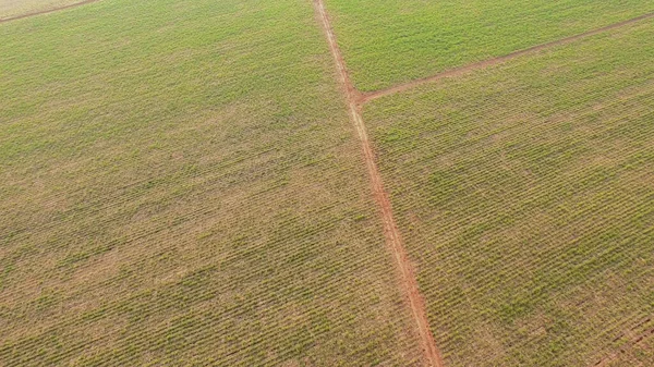 Şeker Kamışı Plantasyon Günbatımı Havası — Stok fotoğraf