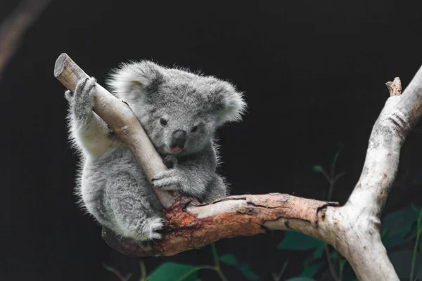 Ein Freches Koala Baby Beim Spielen — Stockfoto