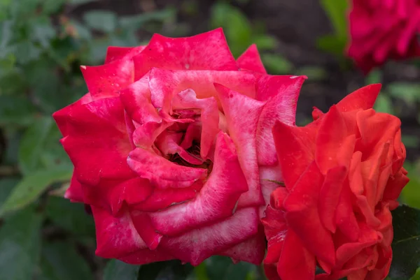 tea-hybrid Pullman orient express rose with dew on the petals