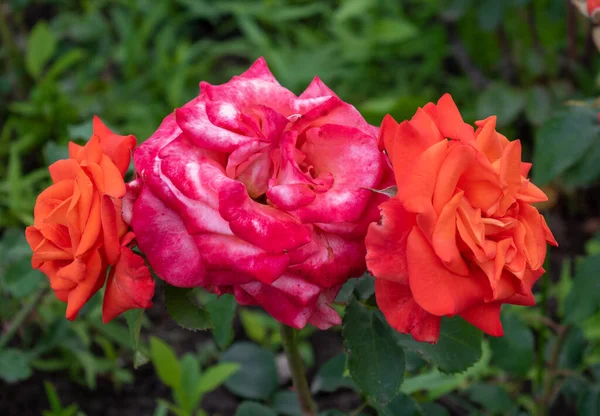 Tři šarlatové růže s kapkami rosy na okvětních lístcích na jednom keři — Stock fotografie