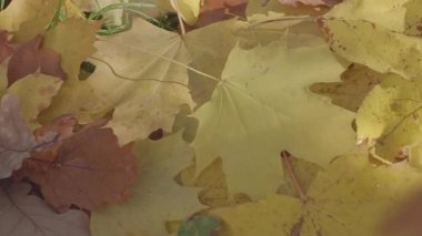 Düşen yaprakları doğal arka plan. Sonbahar sezonu kavramı