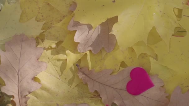 Coeur rouge tombant sur les feuilles d'automne. Aimer fond d'automne — Video