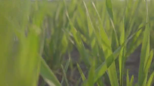 Campo verde di grano giovane. giovani piante di grano tiro stedikam. Contesto . — Video Stock