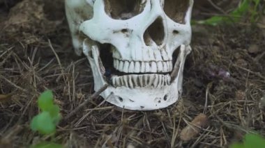 Ormanda insan kafatası yatıyor ve ormanda sinekler gir. Ölüm kavramı ve cinayet