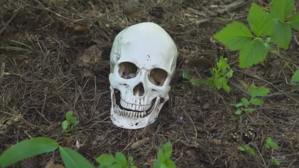 The human skull lies in the forest, and the flies crawl on it in the forest. The concept of death and murder — Stock Video