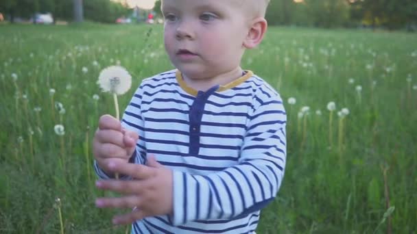 The boy going with a white dandelion flower in his hand — Stock Video