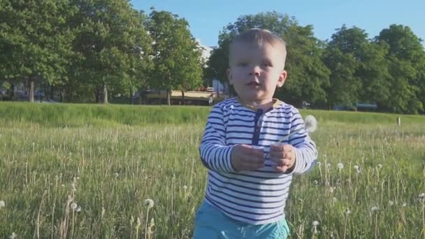 Le garçon allant avec une fleur blanche de pissenlit dans sa main — Video