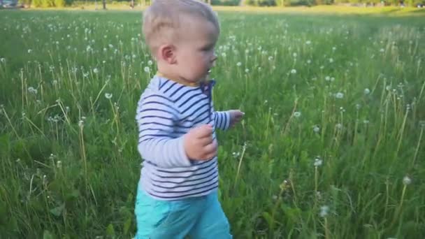 Bambino divertente che corre nel campo di fiori, campo di denti di leone che vola via. Primi passi — Video Stock