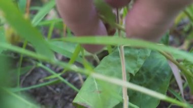 El olgun çilek Bahçe 4 k makroda alır.