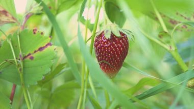 El olgun çilek Bahçe 4 k makroda alır.