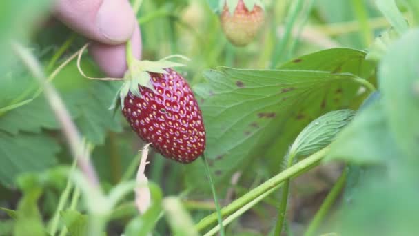 Hand takes ripe strawberry in the garden 4k macro — Stock Video