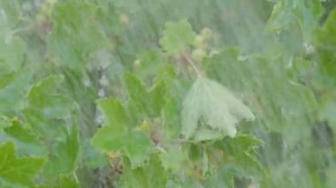 Ağır yaz yağmur, yağmur damlaları, frenk üzümü Bush yeşil meyveler ve yağmur jetleri ile.