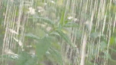 Ağır yaz yağmur, yağmur damlaları, dekoratif Bush yağmuru jetlerin.