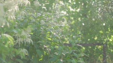 Ağır yaz yağmur, yağmur damlaları, dekoratif Bush yağmuru jetlerin.