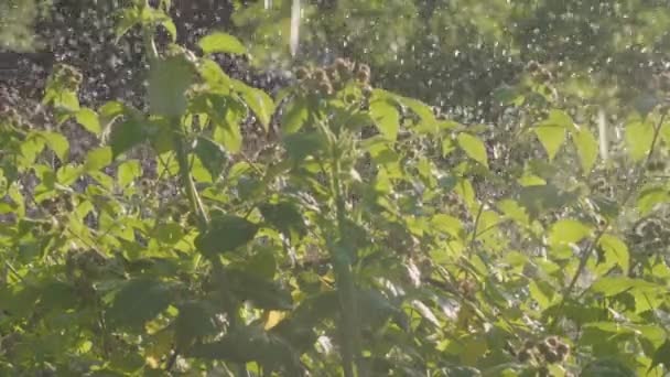 Forte pluie d'été, gouttes de pluie, framboise Bush avec des baies vertes et des jets de pluie . — Video