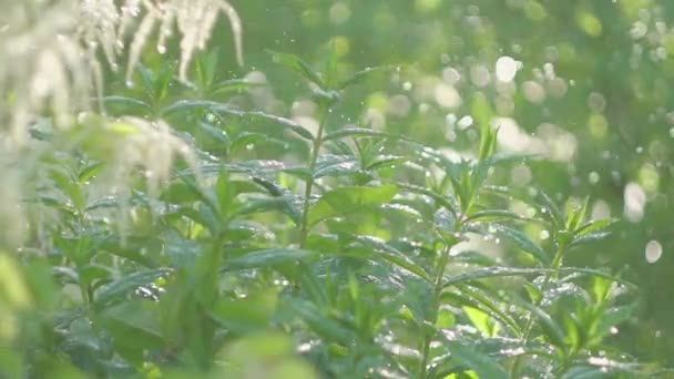 Lluvia de verano fuerte, gotas de lluvia, chorros de lluvia decorativos Bush . — Vídeo de stock