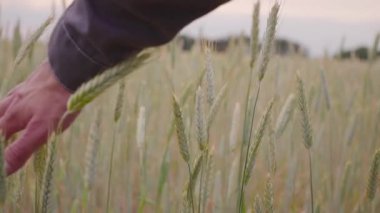 Adam el gidiş buğday alan. Erkek el çavdar closeup kulakları çok dokunaklı. Çiftçi. Hasat kavramı. ağır çekim
