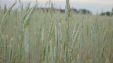 Adam el gidiş buğday alan. Erkek el çavdar closeup kulakları çok dokunaklı. Çiftçi. Hasat kavramı. ağır çekim