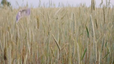 tarım iş para kavramı çavdar sahada. düşen ABD usd doları banknot çavdar kulaklara. ağır çekim