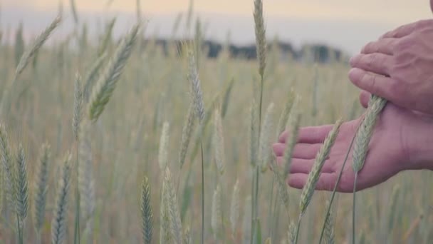 Man hand going wheat field. Male hand touching ears of rye closeup. Farmer. Harvest concept. slow motion — Stock Video