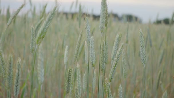 Člověk ruku bude pšeničné pole. Mužské ruka se dotýká klasy žita closeup. Farmář. Pojem sklizeň. Zpomalený pohyb — Stock video