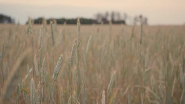 Člověk ruku bude pšeničné pole. Mužské ruka se dotýká klasy žita closeup. Farmář. Pojem sklizeň. Zpomalený pohyb — Stock video